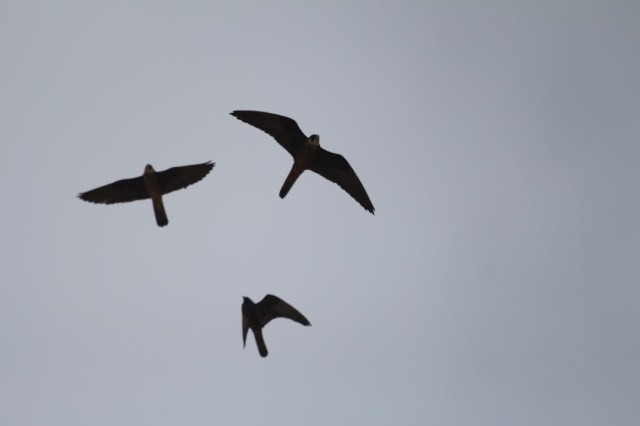 UNADJUSTEDNONRAW_thumb_b673